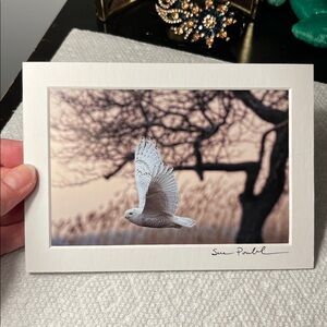 Snowy Owl Photo, Signed